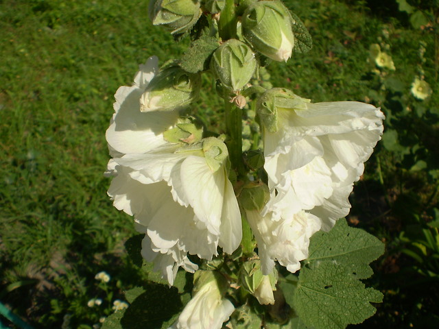Lato...