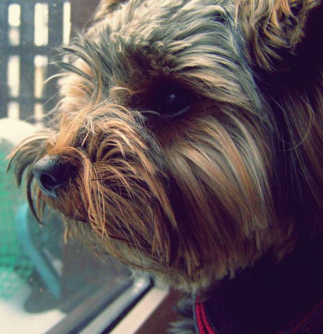 Rufii.