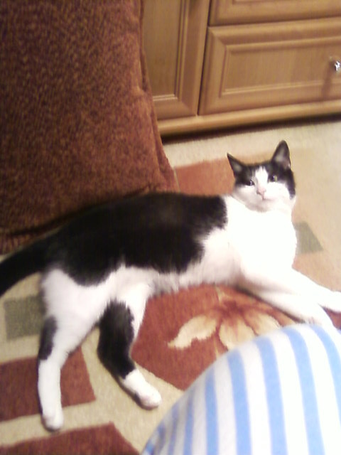 Kicia :)))