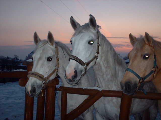 3 kobyki