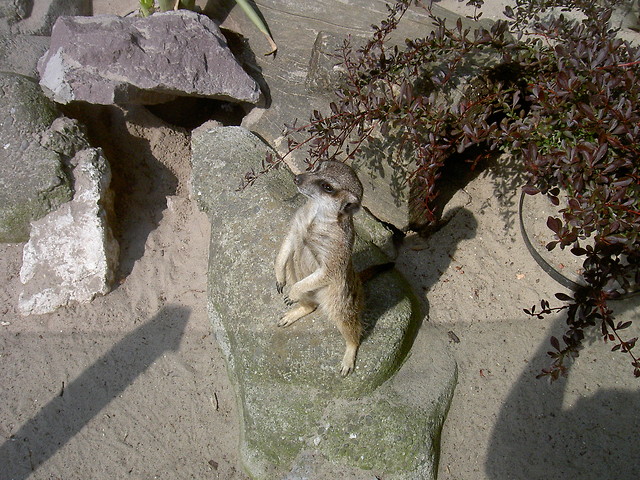 zoo krk