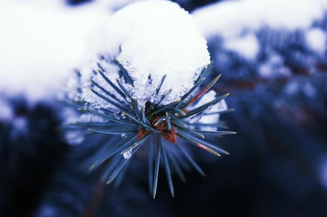 blue winter 