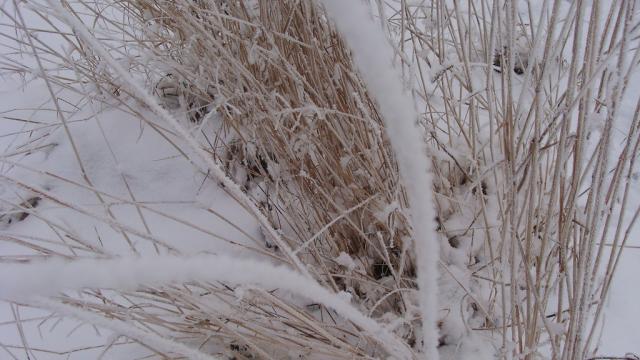 Beuty of winter