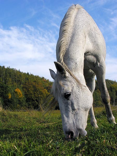 Horsiskooo 