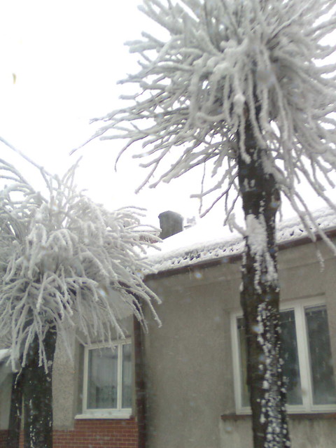 niegowe drzewa.