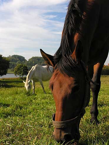 Horsiskooo 