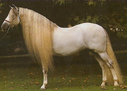 liczny hOrS 
