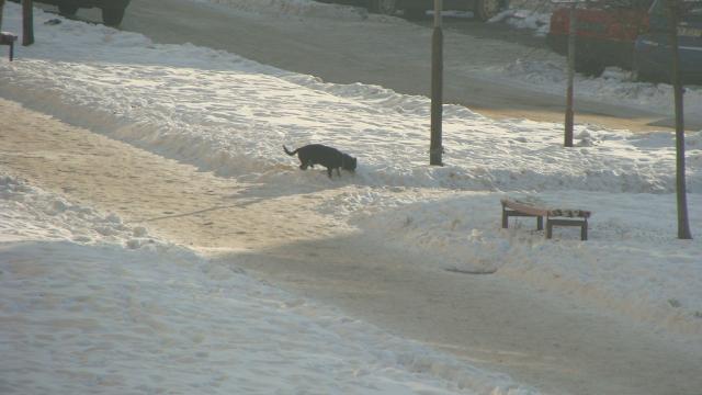 Dog