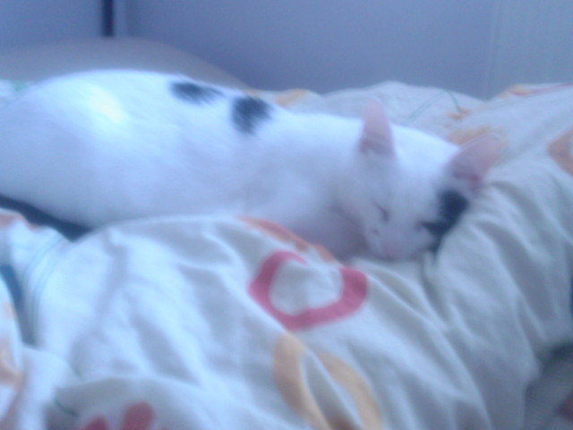 Wpis ilovemykitty