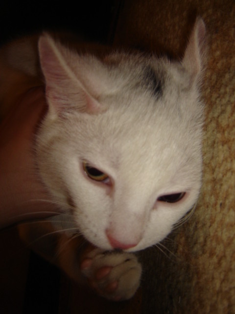 FETa :***