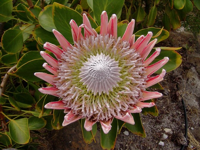 Kwiat Protea