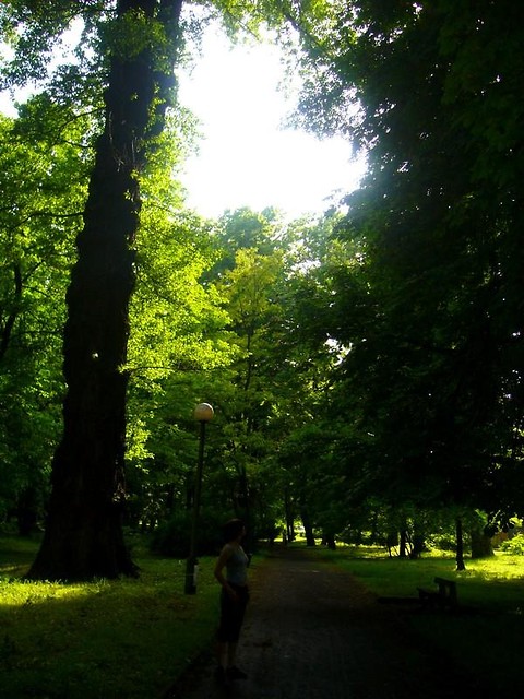 Fireflies