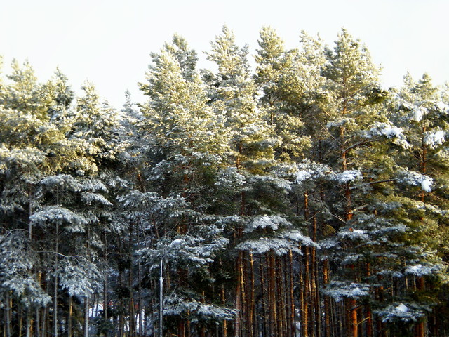 ziiima.