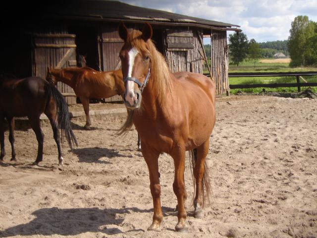 Wpis chestnuthorse