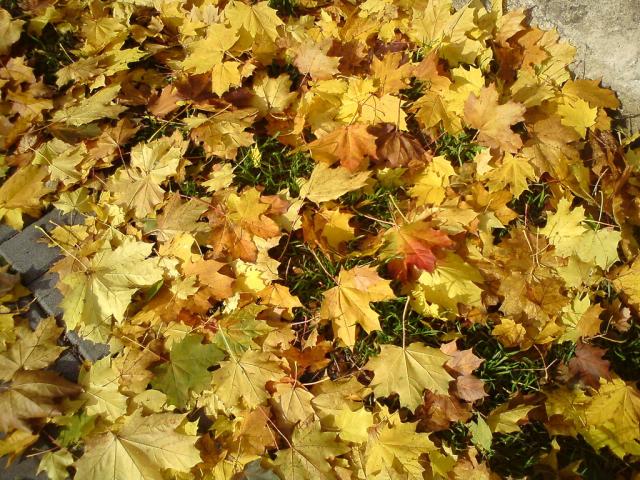 Leaves