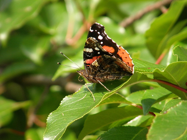 wiosennie.