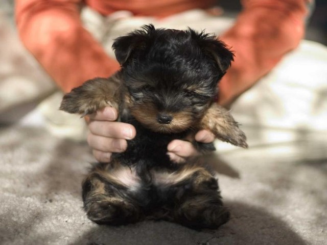 SURI.