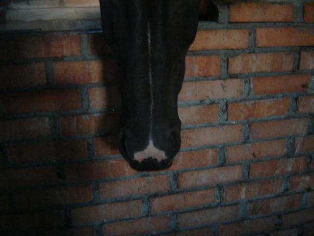 Wpis chestnuthorse