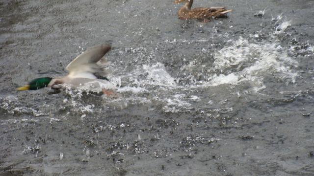 Ducks