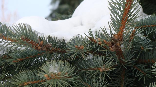 Pine with snow