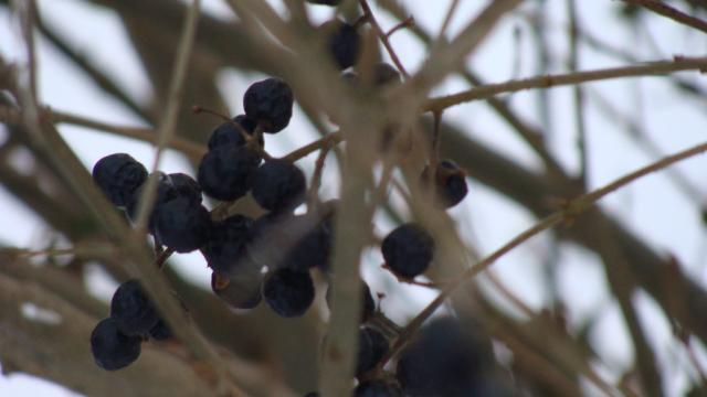 Dry Berries