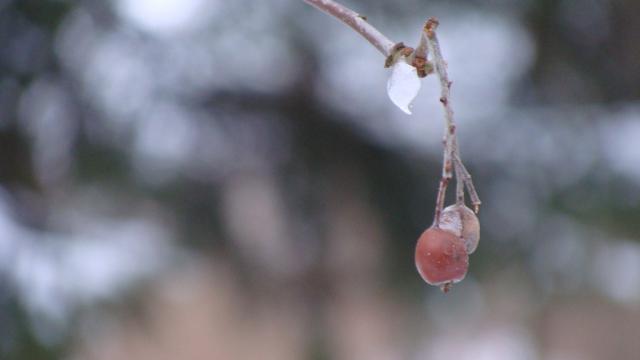 Macro