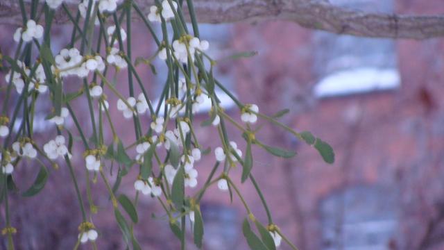 Mistletoe