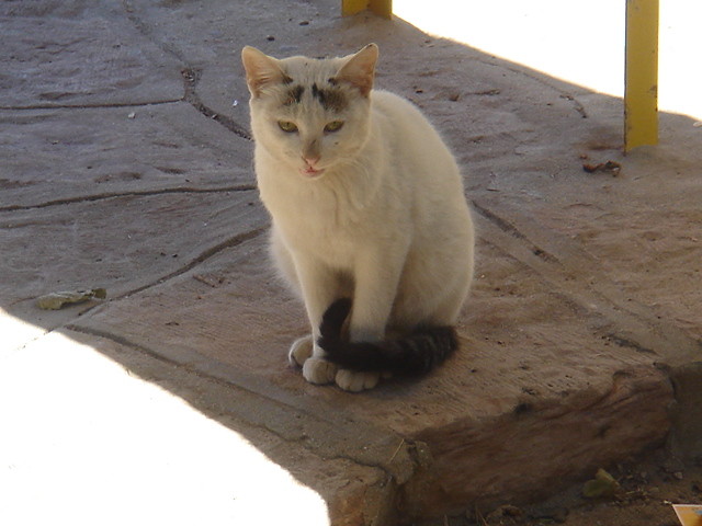 Cat in the shadow