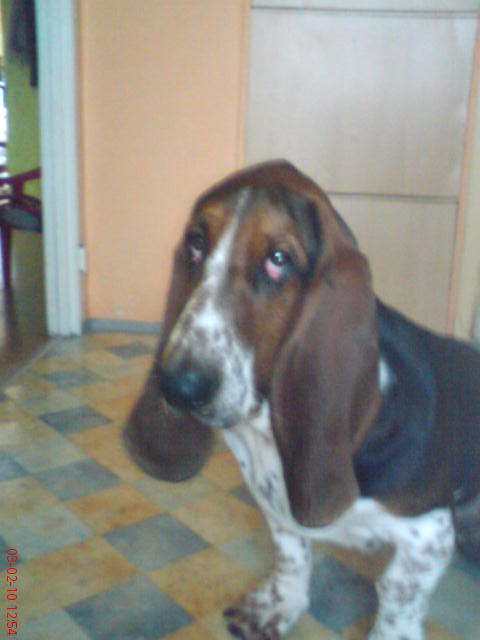 Wpis roballo