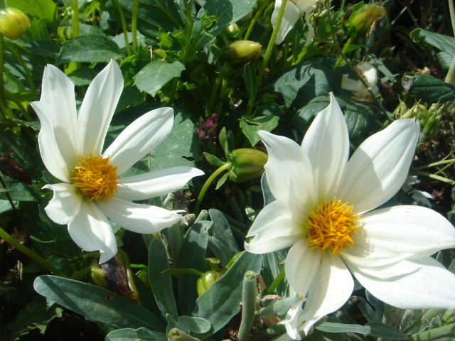 Versal's flowers