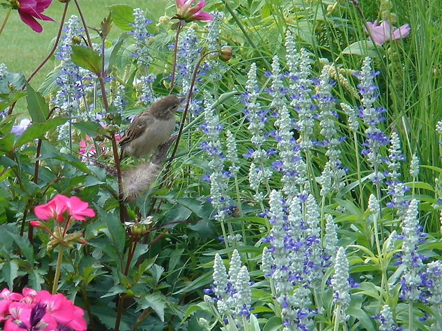 Sparrow in green