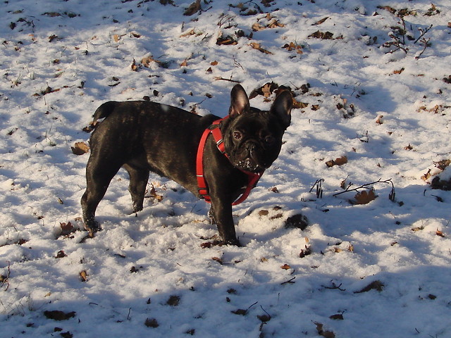 Wpis kuki2009