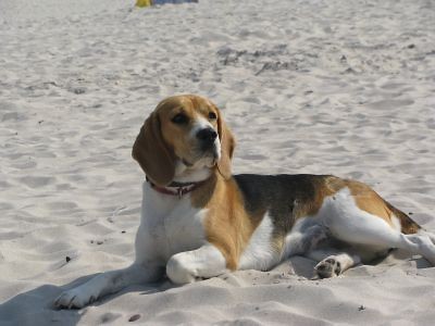 ZAGINʣA GABCIA beagle Wrocaw
