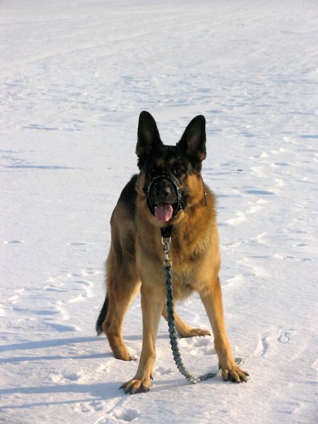 Ares