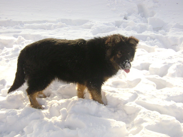 Kajusia 