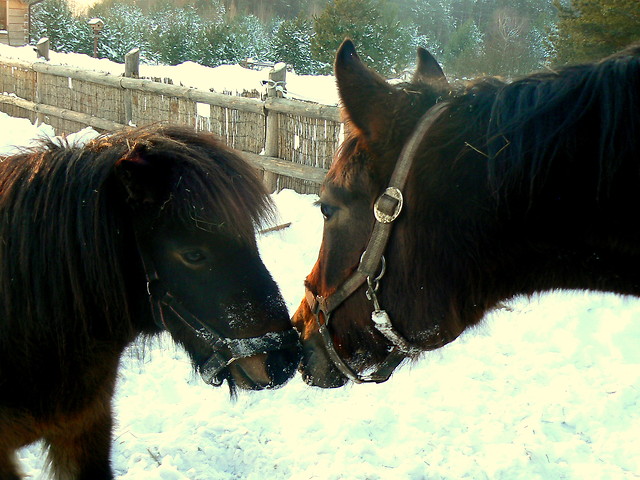 Wpis horsesanddreams