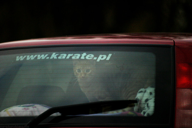 karate kot