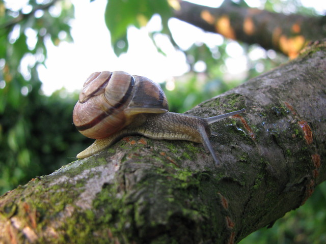 limaczek :)