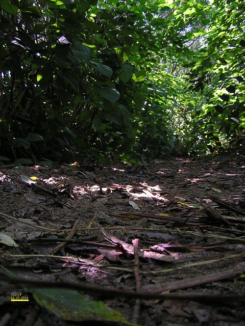 Widziaem