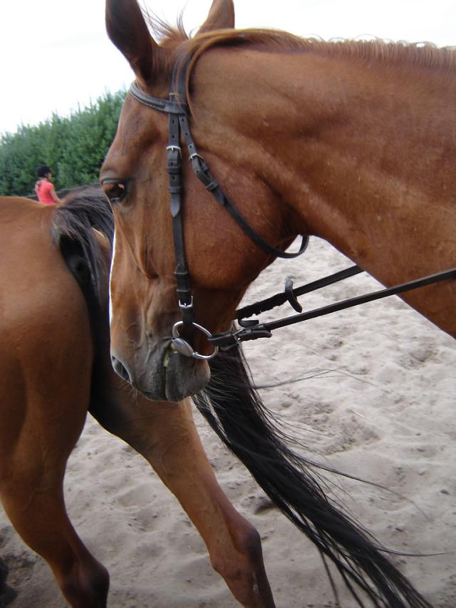 Wpis chestnuthorse