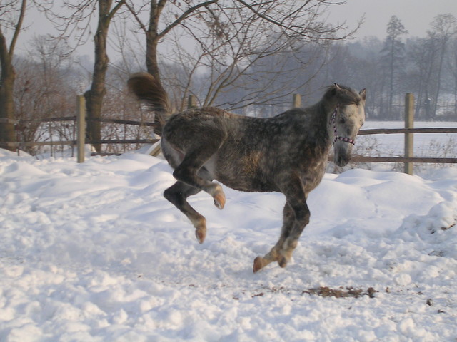 Larysz