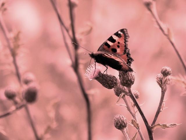 papilionaces