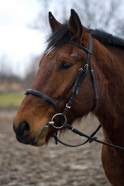Kubi :**