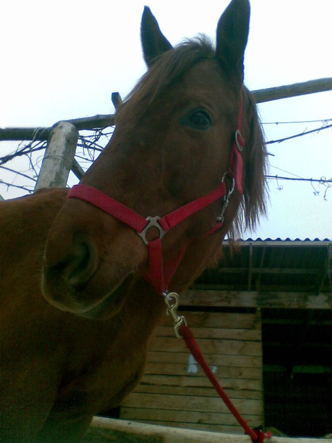 Wpis dumaa