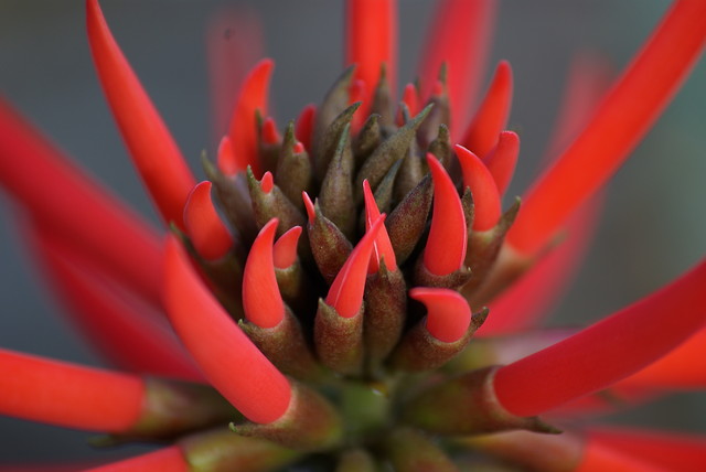 El flor de diablo