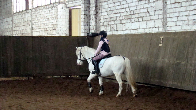 Dressage