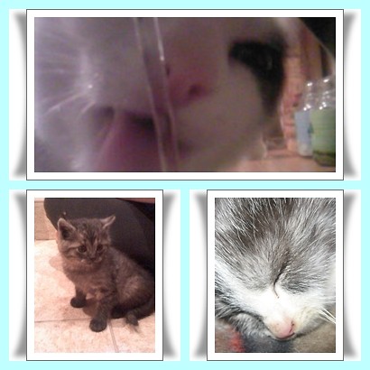 Wpis ilovemykitty