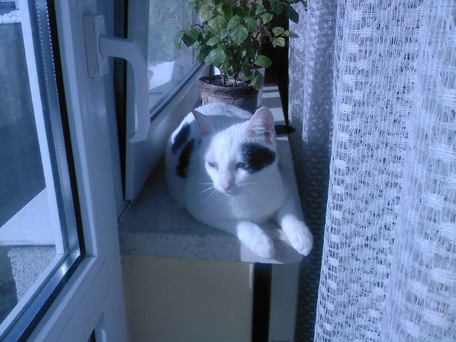 Wpis ilovemykitty