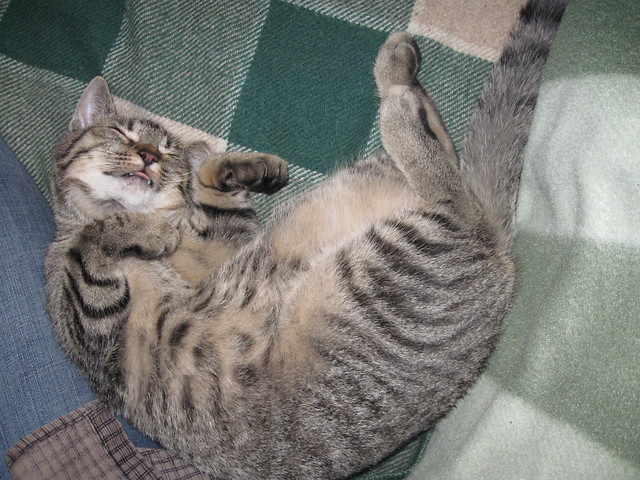 Wpis 3zjawa3