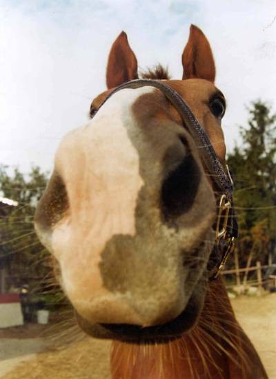 NoSeK